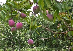 Fruit Trees that Grow In Florida Lychee Tropical Florida Gardens