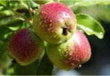 Fruit Trees that Grow In Florida Selecting Fruit Trees to Grow In northwest Florida Grow