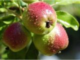 Fruit Trees that Grow In Florida Selecting Fruit Trees to Grow In northwest Florida Grow