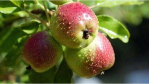 Fruit Trees that Grow In Florida Selecting Fruit Trees to Grow In northwest Florida Grow