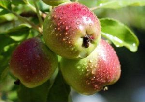 Fruit Trees that Grow In Florida Selecting Fruit Trees to Grow In northwest Florida Grow