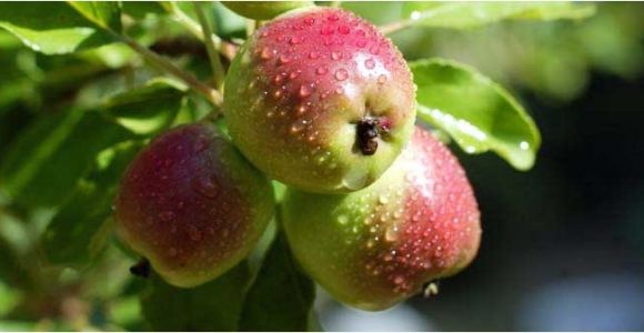 Fruit Trees that Grow In Florida Selecting Fruit Trees to Grow In northwest Florida Grow