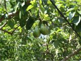 Fruit Trees that Grow In Florida Star Fruit Trees Tropical Florida Gardens