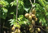 Fruit Trees that Grow In Florida the Great south Florida Food forest Project Archives the