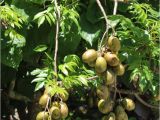 Fruit Trees that Grow In Florida the Great south Florida Food forest Project Archives the