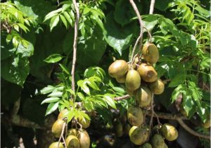 Fruit Trees that Grow In Florida the Great south Florida Food forest Project Archives the