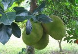 Fruit Trees that Grow In Florida Three Large Jack Fruit All Growing together On A Single