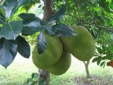 Fruit Trees that Grow In Florida Three Large Jack Fruit All Growing together On A Single