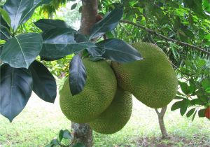 Fruit Trees that Grow In Florida Three Large Jack Fruit All Growing together On A Single