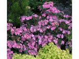 Garden Nursery El Paso Tx Hydrangea Garden Plants Flowers Garden Center the Home Depot