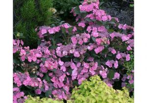 Garden Nursery El Paso Tx Hydrangea Garden Plants Flowers Garden Center the Home Depot