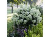 Garden Nursery El Paso Tx Hydrangea Garden Plants Flowers Garden Center the Home Depot