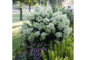 Garden Nursery El Paso Tx Hydrangea Garden Plants Flowers Garden Center the Home Depot