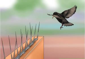 Getting Rid Of Starlings 4 Ways to Get Rid Of Starlings Wikihow