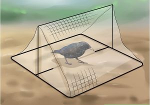 Getting Rid Of Starlings 4 Ways to Get Rid Of Starlings Wikihow