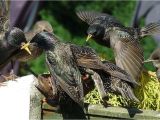 Getting Rid Of Starlings How to Get Rid Of Starlings Quick Tips