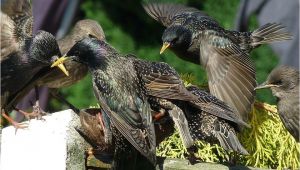 Getting Rid Of Starlings How to Get Rid Of Starlings Quick Tips