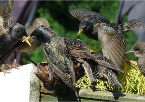 Getting Rid Of Starlings How to Get Rid Of Starlings Quick Tips
