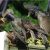 Getting Rid Of Starlings How to Get Rid Of Starlings Quick Tips