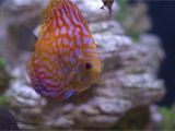 Golden Nugget Pleco for Sale Aquarist Classifieds All Adverts New Ads for Sale Only