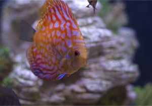 Golden Nugget Pleco for Sale Aquarist Classifieds All Adverts New Ads for Sale Only