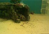 Golden Nugget Pleco for Sale Aquarist Classifieds All Adverts New Ads for Sale Only