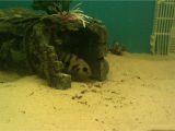 Golden Nugget Pleco for Sale Aquarist Classifieds All Adverts New Ads for Sale Only