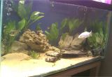 Golden Nugget Pleco for Sale Aquarist Classifieds All Adverts New Ads for Sale Only