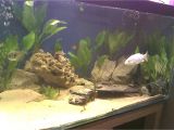 Golden Nugget Pleco for Sale Aquarist Classifieds All Adverts New Ads for Sale Only