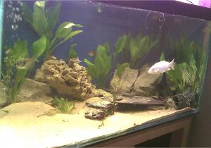 Golden Nugget Pleco for Sale Aquarist Classifieds All Adverts New Ads for Sale Only