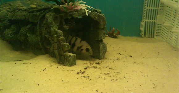 Golden Nugget Pleco for Sale Aquarist Classifieds All Adverts New Ads for Sale Only