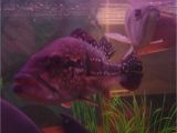 Golden Nugget Pleco for Sale Aquarist Classifieds Tropical Fish for Sale