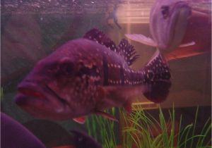 Golden Nugget Pleco for Sale Aquarist Classifieds Tropical Fish for Sale