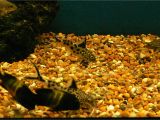 Golden Nugget Pleco for Sale Aquarist Classifieds Tropical Fish for Sale