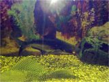 Golden Nugget Pleco for Sale Aquarist Classifieds Tropical Fish for Sale