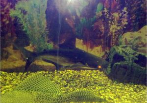 Golden Nugget Pleco for Sale Aquarist Classifieds Tropical Fish for Sale