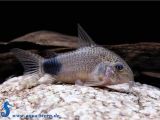 Golden Nugget Pleco for Sale Corydoras Caudimaculatus Schwanzfleck Panzerwels Aqua Stern