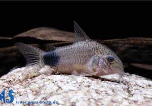 Golden Nugget Pleco for Sale Corydoras Caudimaculatus Schwanzfleck Panzerwels Aqua Stern