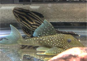 Golden Nugget Pleco for Sale Images About Royalpleco Tag On Instagram
