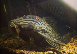 Golden Nugget Pleco for Sale Images About Royalpleco Tag On Instagram