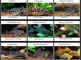 Golden Nugget Pleco for Sale Spotted Plecos Plecos Galore Pets Pinterest Freshwater