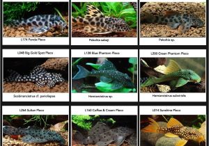 Golden Nugget Pleco for Sale Spotted Plecos Plecos Galore Pets Pinterest Freshwater