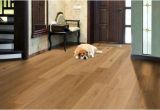 Good Flooring for Dog Owners Best Flooring Options for Dog Owners Esb Flooring