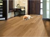 Good Flooring for Dog Owners Best Flooring Options for Dog Owners Esb Flooring