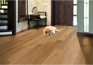 Good Flooring for Dog Owners Best Flooring Options for Dog Owners Esb Flooring