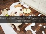 Good Flooring for Dog Owners Types Of Flooring for Pet Owners In Ann Arbor Mi