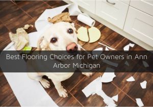Good Flooring for Dog Owners Types Of Flooring for Pet Owners In Ann Arbor Mi