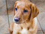 Good Flooring for Dogs Best Flooring for Dogs 7 Types for Health and Safety