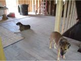 Good Flooring for Dogs Flooring Best Flooring for Dogs Best Hardwood Floor