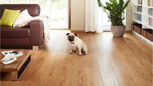 Good Flooring for Dogs the Best Flooring for Dogs Looking for the Perfect Option